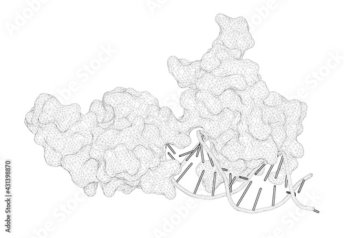 3D rendering as a line drawing of a biological molecule. The crystal structure of the DNA-binding domain of yeast RAP1 in complex with telomeric DNA.