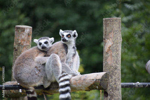 lemurs sat together