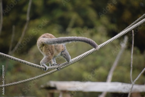 lemur climbing across rope
