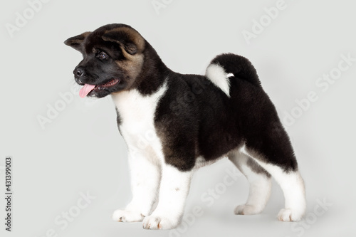 little funny puppy of american akita breed dog on black background