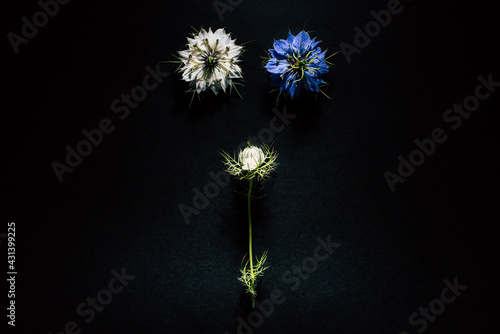 Wallpaper Mural Artistic composition of wild flowers isolated on black background in a studio with beautiful white and purple petals. Torontodigital.ca