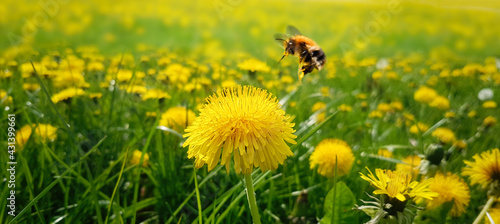 Foto Floral dandelion meadow with Bee collects nectar