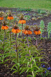 A group of orange Flowering Imperial Fritillary (Fritillaria imperialis) in garden or park with raindrops. Floral background or wallpaper.