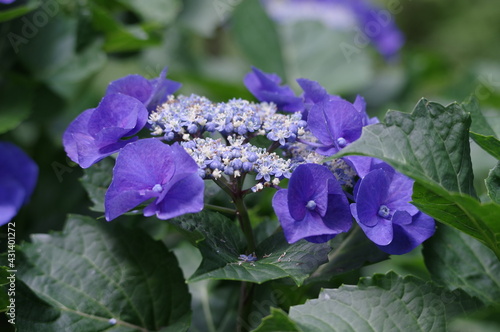 flowers in the garden