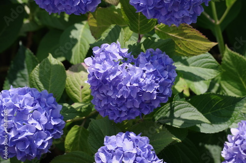 blue hydrangea flowers