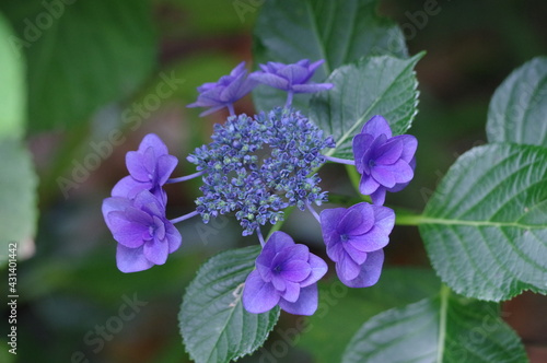 flowers in the garden