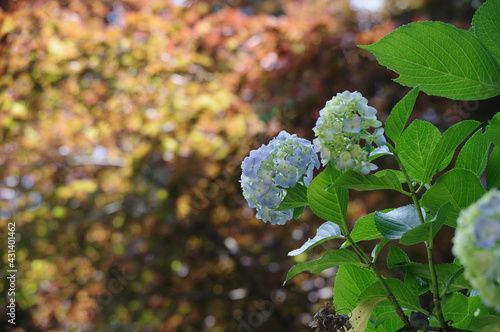 flowers in the garden