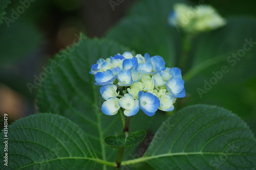 forget me not