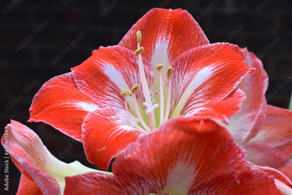 Amaryllis in full bloom with huge bright red flowers. It blooms for several weeks in winter for the holidays. It does not need much attention requiring just a little water and a warm brightly lit spot Amaryllis in full bloom with huge bright red flowers. It blooms for several weeks in winter for the holidays. It does not need much attention requiring just a little water and a warm brightly lit spot