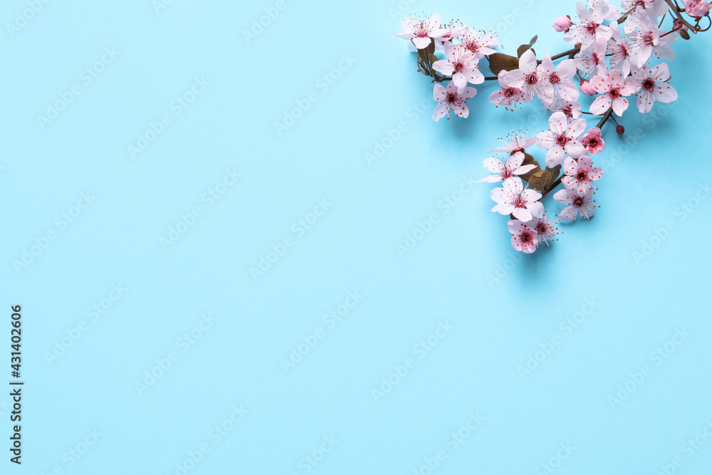 Cherry tree branch with beautiful pink blossoms on light blue background, flat lay. Space for text