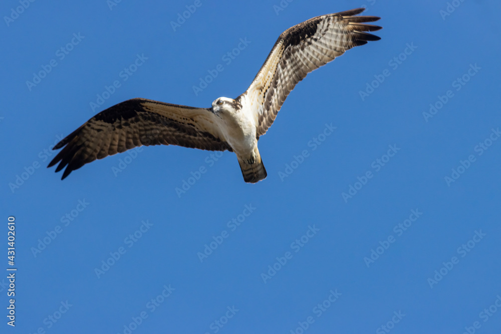 Obraz premium Osprey at Manitou Lake