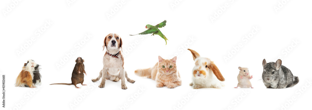 Group of different domestic animals on white background, collage. Banner design
