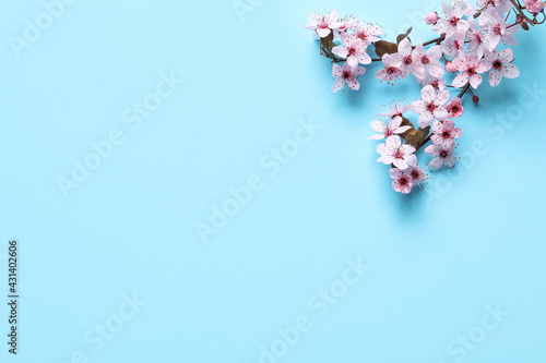 Wallpaper Mural Cherry tree branch with beautiful pink blossoms on light blue background, flat lay. Space for text Torontodigital.ca