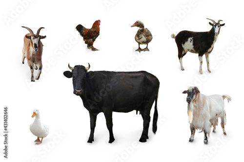 Different farm animals on white background, collage