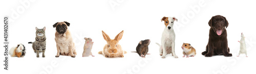 Group of different domestic animals on white background  collage. Banner design