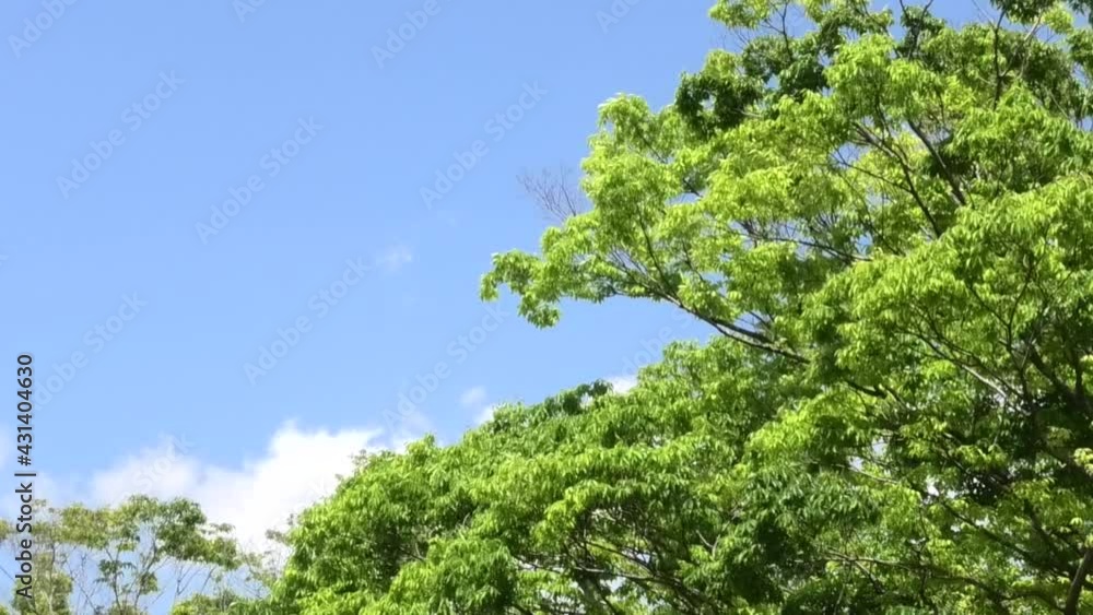 樹木, 樹木,