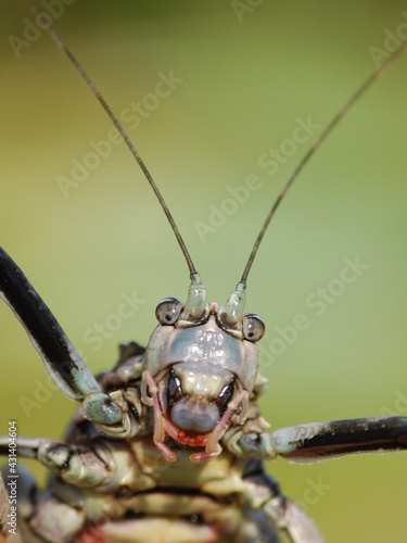 Insecto amazonía Ecuador