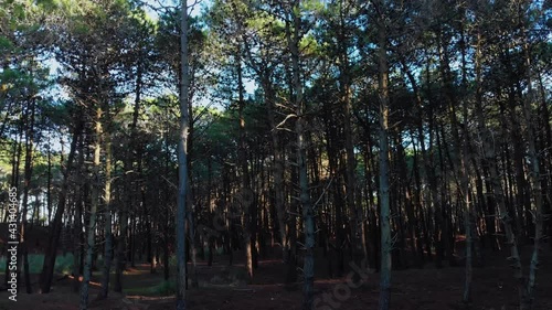 Bosque. argentina. pinamar. buenos aires. 4k. ultra hd.