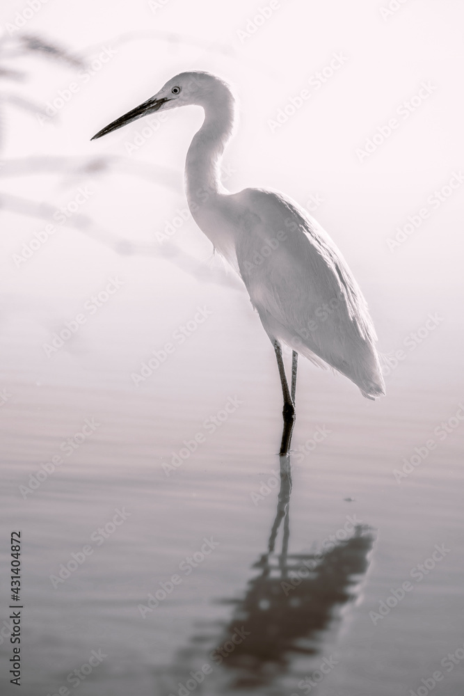 Naklejka premium Graceful snowy egret stands peacefully in still water in the wild