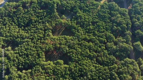 forest in the mountains. forest. woods. bosque.