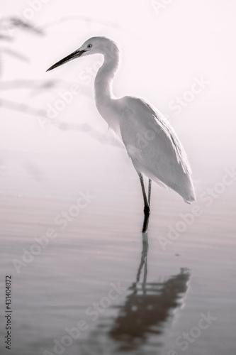 Graceful snowy egret stands peacefully in still water in the wild © Praxis Creative