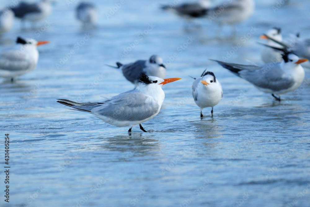 Fluffy Royal Tern Bird In The Shallow Water On The Beach Of Ponce Inlet Florida On A Sunny Autumn Day Fluffy Royal Tern Bird In The Shallow Water On The Beach Of Ponce Inlet Florida On A Sunny Autumn Day