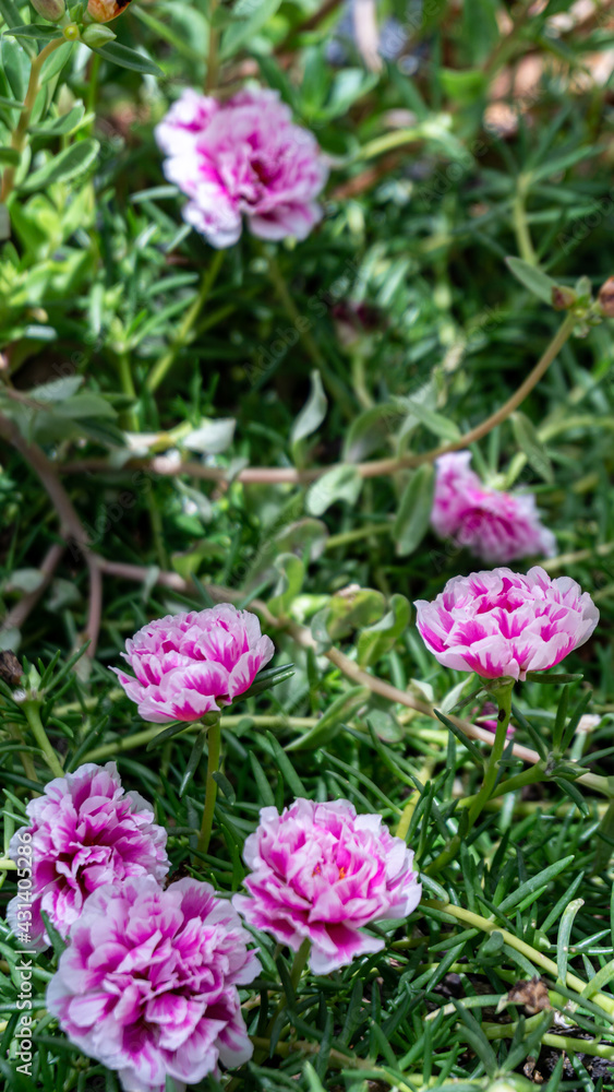 flowers in the garden flowers in the garden