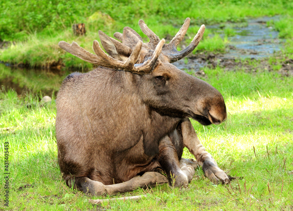 Big Male Elk Resting In A Meadow In Sweden On A Sunny Summer Day Big Male Elk Resting In A Meadow In Sweden On A Sunny Summer Day
