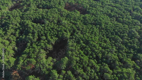 trees in the forest. trees in the woods. bosque. argentina. pinamar. buenos aires. 4k. ultra hd.