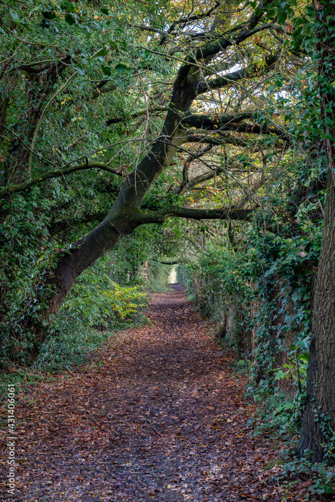 Clayfield Copse Caversham, Reading