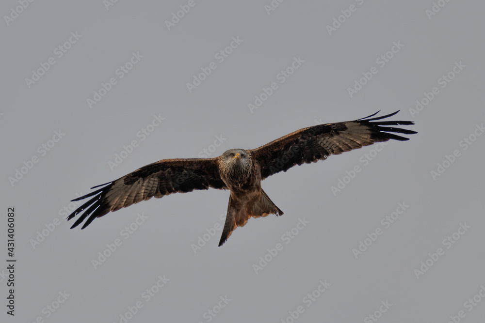 Red kite (Milvus milvus) bird of prey Red kite (Milvus milvus) bird of prey