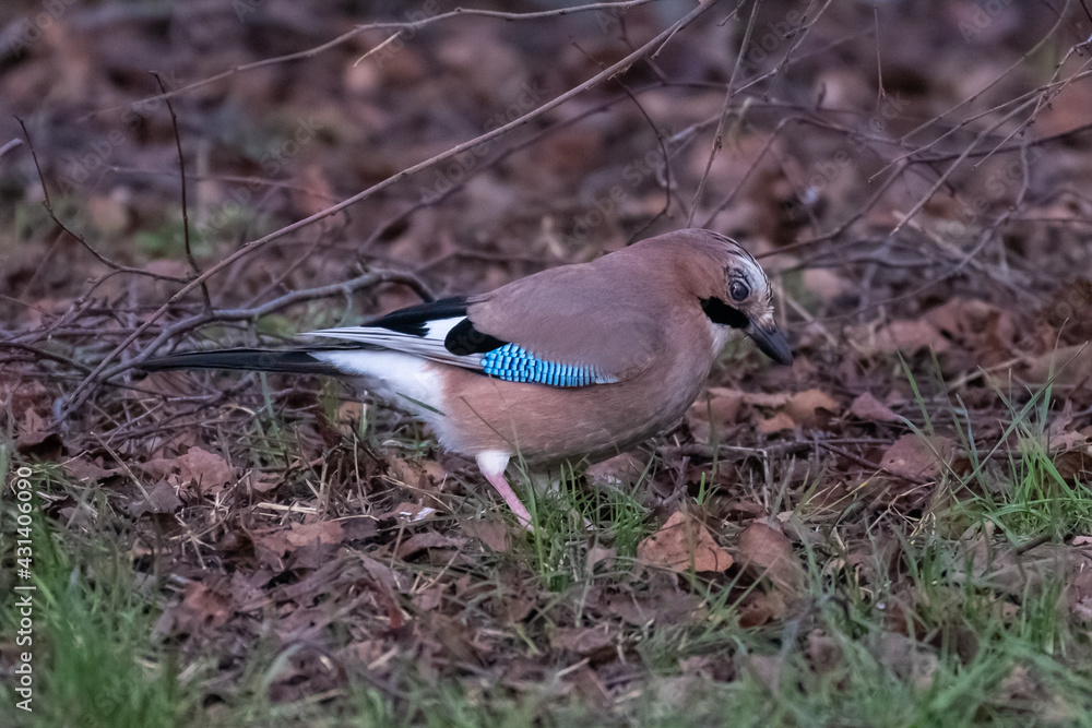 Jay (Garrulus glandarius) Jay (Garrulus glandarius)