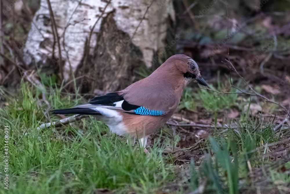 Jay (Garrulus glandarius) Jay (Garrulus glandarius)