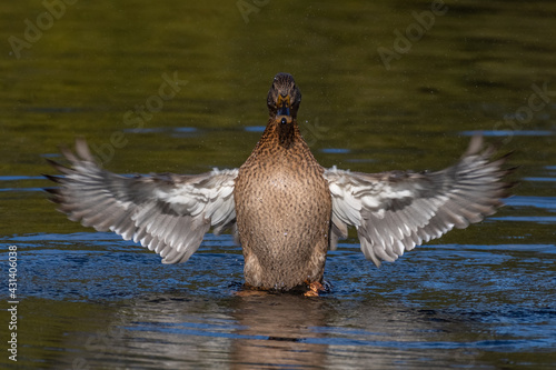 Mallard Duck (Anas platyrhynchos) flapping wings