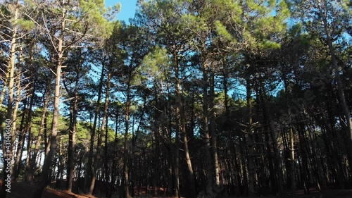 sun in the forest. sun in the woods. sol en el bosque. arboles. ultra hd. 4k.