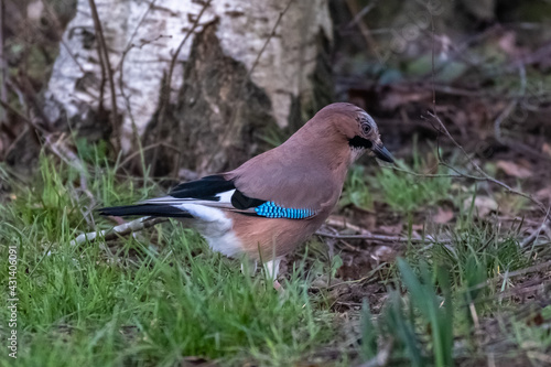 Jay (Garrulus glandarius)