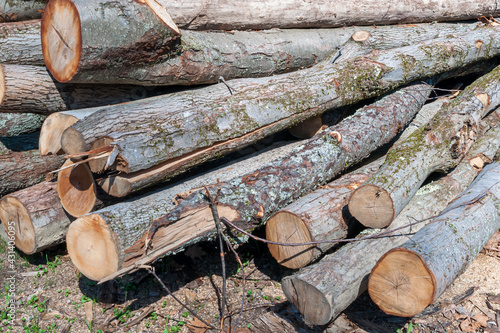 Cut and stacked timber logs being aged in the sun for processing in Warren County, Pennsylvania, USA photo