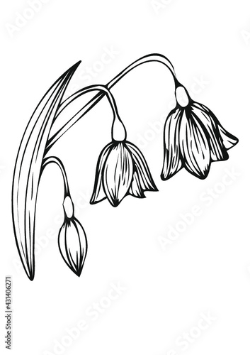 snowdrop flower