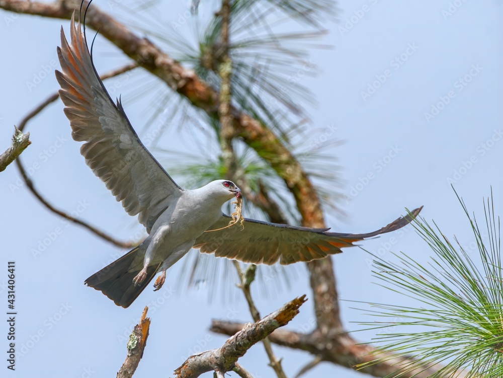 Fototapeta premium Mississippi kite (Ictinia mississippiensis) flying with brown Cuban anole lizard (Anolis equestris) in its beak and mouth - under neath shot view from above, blue sky pine tree branches background