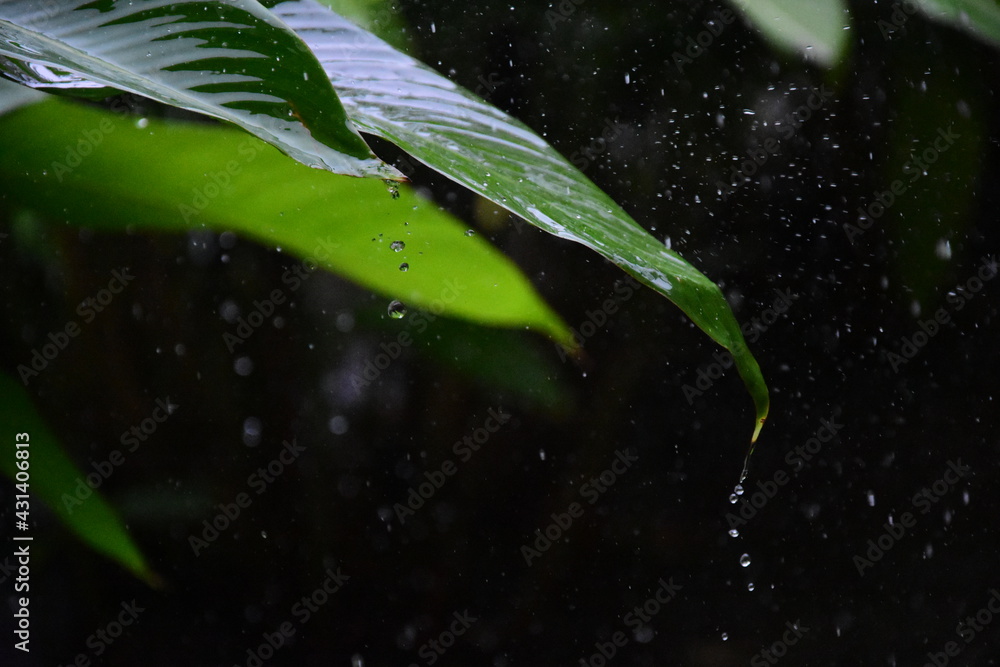 Rain dripping off leaf Rain dripping off leaf