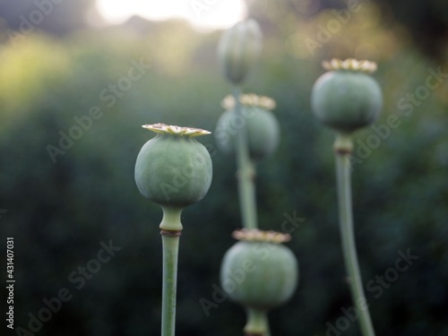 Принти на полотні Green poppy seed
