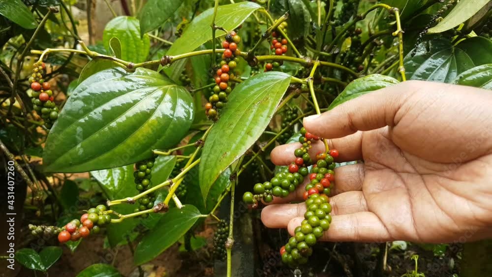 Vidéo Stock Hand checking newly grown healthy and organic farm fresh