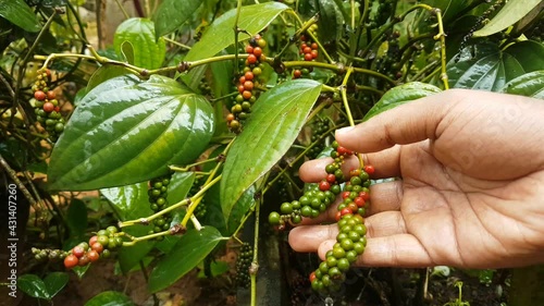 Hand checking newly grown healthy and organic farm fresh young black pepper plant red and green seeds for any damages in a pepper farming plantation of Indian state Kerala. Beautiful close up view.