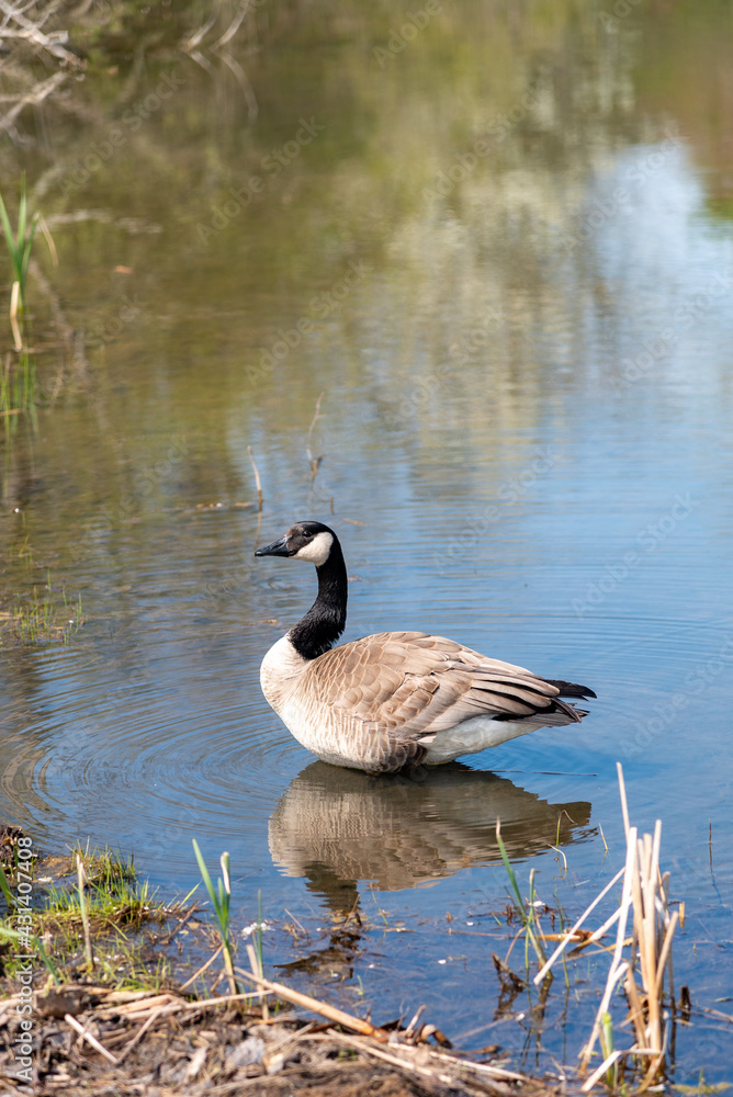 goose reflection in the pond goose reflection in the pond