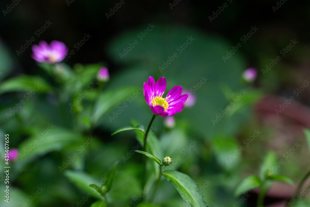 A small red flower in a green leaf