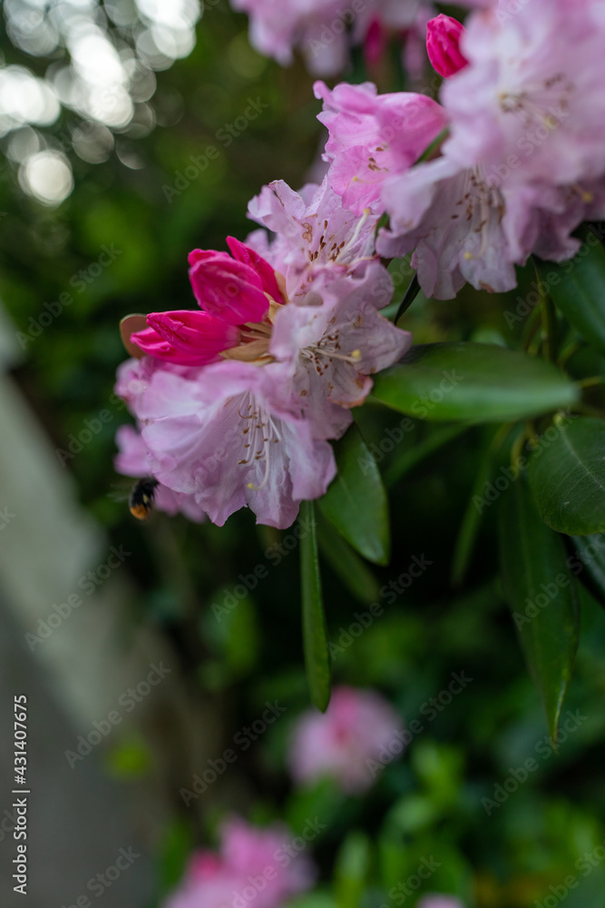 Light pink rhododendron flower landscape Light pink rhododendron flower landscape