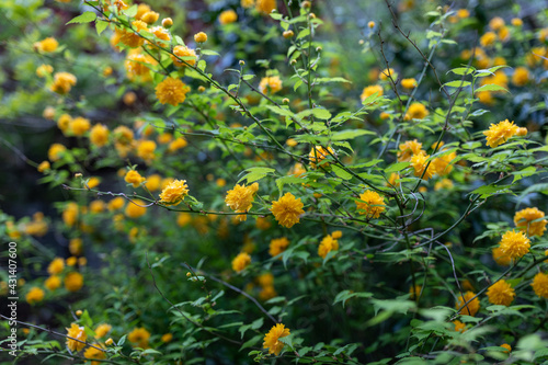 Scenery where yellow kerria is in bloom photo