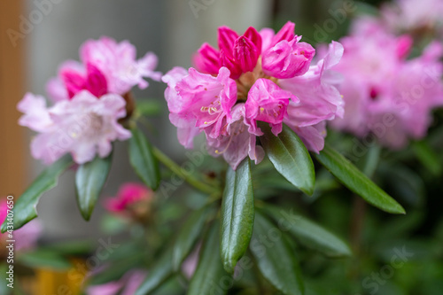 Light pink rhododendron flower landscape