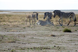 Group of zebras playing with each other in Etosha Park.