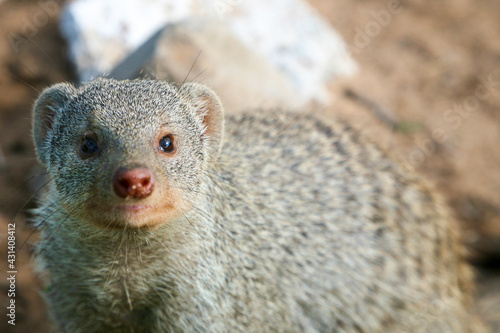 Foto Close up of banded mongoose (Mungos mungo), Namibia, southern Africa (Selective